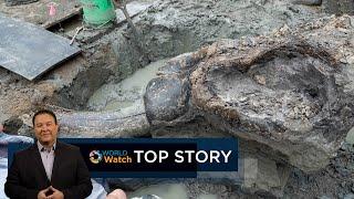 Top Story | Mastodon Skull Unearthed