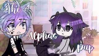 THE ALPHA'S PUP Episode 1  |  Glmm inspired