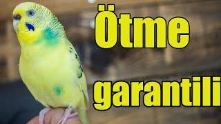 Budgie sounds Budgie singing 