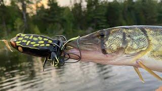 Topwater Frog Fishing... for PICKEREL! (Crazy Blowups)