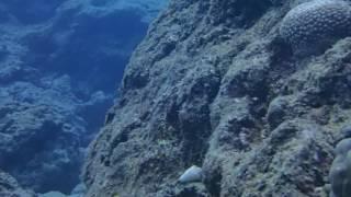 #170125 #Okinawa #Discover SCUBA Diving #Sunabe no1#White Spotted Puffer