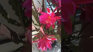 epiphyllum. Эпифиллум цветет. #flowers #epiphillum#cactus