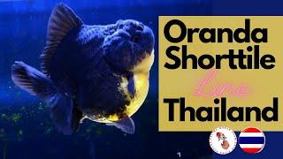 IKAN KOKI ORANDA SHORTTILE BLACK AND GOLD RARE LINE THAILAND SHOGUN FARM