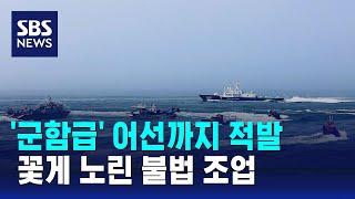 '군함급' 어선까지…가을 꽃게 노린 불법 조업 / SBS