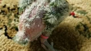 The treatment of splayed leg lovebird's chick