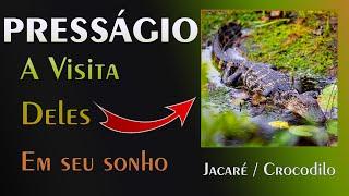  Presságio do Jacaré / Crocodilo - Cuidado com o que você deixa pra depois!