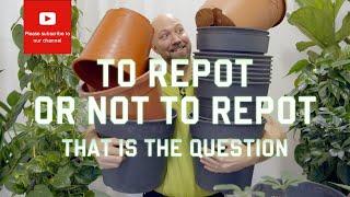 To repot or not to repot - that is the question