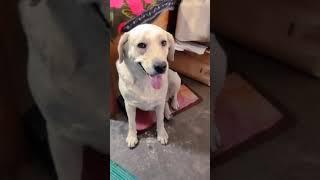 cuty #lucknow #doglover #dog #cutedog #viralvideo #RJvlog lko