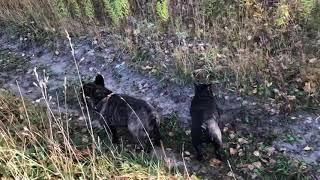 Французские бульдоги Остин и Бумер. Ниф-Ниф, Наф-Наф и Нуф-Нуф