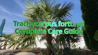 Trachycarpus fortunei Complete Care Guide