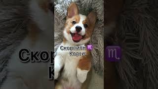 Какая порода собак подходит тебе по гороскопу.#shorts