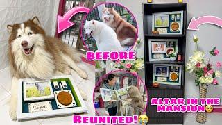 Snowball’s FINALLY Inside The Mansion! | REUNITED WITH THE PACK! | Husky Pack TV