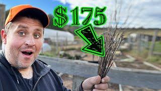 The Most Profitable Farm Crop? TREES!