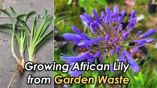 Growing African Lily from Garden Waste | Planting Blue Lily | Lily of the Nile (百子莲/非洲百合)