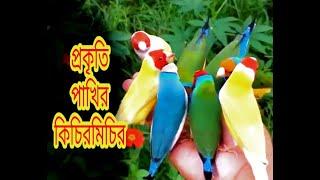 Beautiful nature and birds sound/ pure land/pacefull village