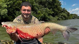 Амуры Монстры на 33кг Водятся в Реке Протока 