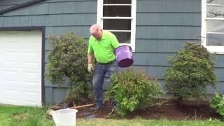 How to Plant a Shrub