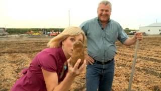 How Potatoes Are Harvested