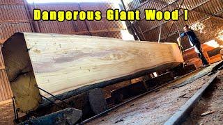 Excellent Modern Automatic Wood Saw | 1000-Year-Old Giant Wood, Outstanding Machine Operating Skills