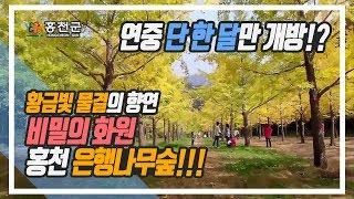 [홍천군] 비밀의 화원 홍천 은행나무숲을 아시나요???