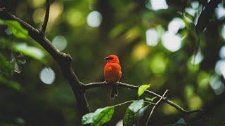 Relaxing Sleep Music | Deep Meditation Music | Bird sounds | "Soothing Sounds | Serene Minds