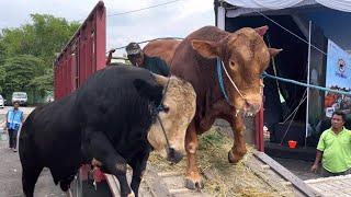 KUMPULAN SAPI RAKSASA TURUN DARI TRUK KONTES ‼️