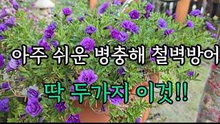 아주 쉬운 병해충 철벽방어 딱 두가지!!/타샤의 크리스마스