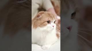 KUCING GEMBUL #lucu #cat #funny #kucingimut #kucinglucu #damaikanjiwa #tenangjiwa