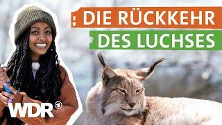 Die größte Raubkatze Europas kehrt nach Deutschland zurück | neuneinhalb | WDR