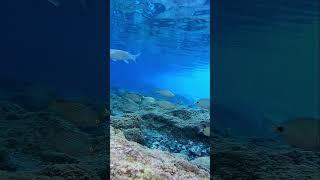 Relax Webcam Submarina  #pesca #grancanaria #apnea #pescasub #snorkeling  #fishing #matteofishing