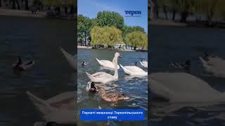 Пернаті мешканці Тернопільського ставу