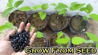 Harvest My Organic Custard apple and Regrow From Seeds