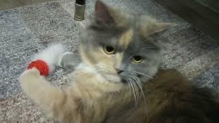 Cat toys#2 Жадная кошка/ Ужас, что вытворяет\Смотреть до конца.