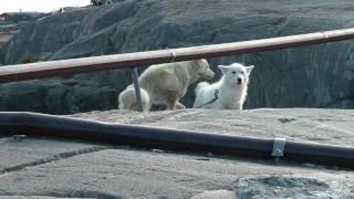 Grønland - Ikerasaks hunde - 1/3