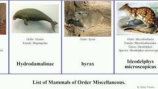 List of Mammals of Order Miscellaneous. manatee echidna capensis africanus ungulate hyrax syriacus