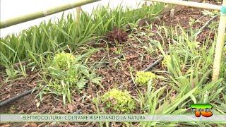 Elettrocoltura: coltivare rispettando la natura 25.04.2022