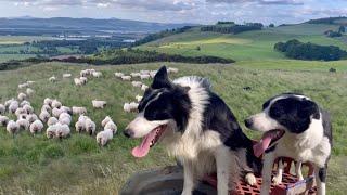 Two fantastic collies gathering sheep