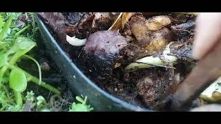 Using shredded cardboard as a wicking material under a greenroof