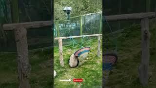 Funny Panda Compilation 2   #shorts #panda PandaTime