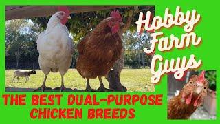 The Best Dual-Purpose Chicken Breeds for the Hobby Farm