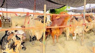 Cow Mandi 2024 || Sukkur Sindh