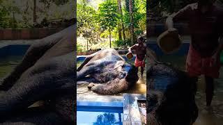 Elephant enjoying bath in a sunny day