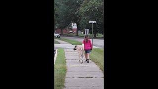 The Structured Walk vid Joyful Dogs of Michigan