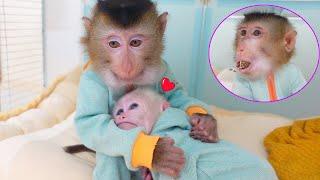 Adorable! Baby monkeys Poki and Pupu show their care and love for each other