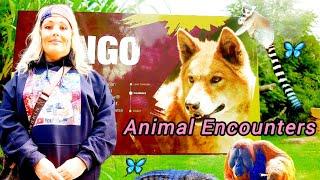 Discover Melbourne Zoo: A Day of Animal Encounters