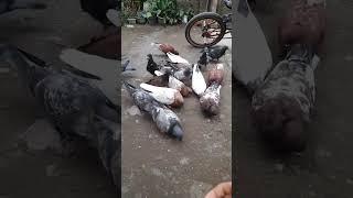 pengganti jagung mahal