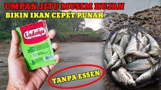 AROMA KUAT MERICA‼️BIKIN IKAN CEPET NGUMPUL SAMPE NGANTRI