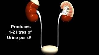 Biology - Excretory system  overview - 3D animation  - English