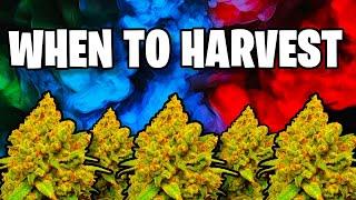 When to Harvest Your Cannabis Plant