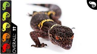 Cave Gecko, The Best Pet Lizard?